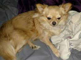 Toilet trained, had his shots except rab. Long Hair Chihuahuas I Love My Chi