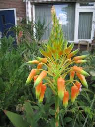 Image result for Aloe cooperi