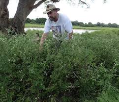 Image result for Leucas sexdentata