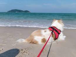 Samila Beach Songkhla Thailand