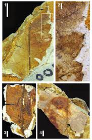 Image result for Rhabdophyllum arnoldianum