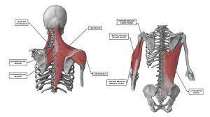 The gluteus maximus is the largest muscle in the body. Crossfit Shoulder Muscles Part 2 Posterior Musculature