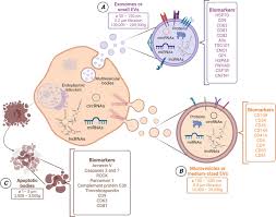 Extracellular vesicles and their non‐coding RNA cargos: Emerging players in  cardiovascular disease
