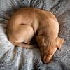 Follow this guide to help get your puppy sleeping through the night. Https Encrypted Tbn0 Gstatic Com Images Q Tbn And9gctvokvrdtpyvhs0i5wpzpdckbddmlwfy47abx9arpfmtrypemx3 Usqp Cau