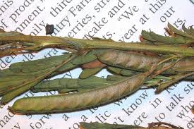 Image result for Chamaecrista parva