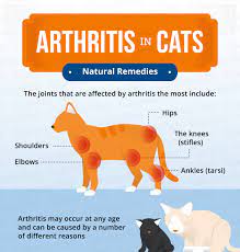 Arthritis In Cats Natural Remedies Canna Pet