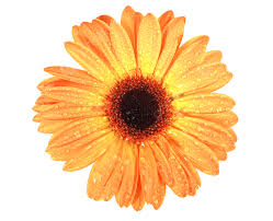 Image result for Gerbera piloselloides