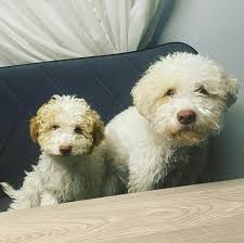 Thomas Glock Groomer Service