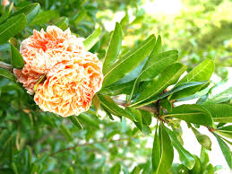 Image result for Punicaceae