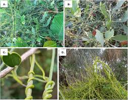 Image result for Cassytha filiformis