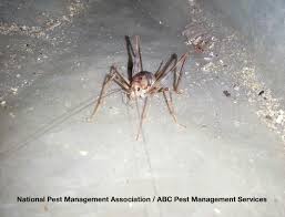 In fact, camel spiders form an arachnid order all of their own, the solifugae. Camel Crickets Cave Cricket Facts Information
