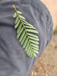 Image result for Sesbania sericea