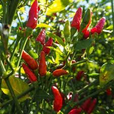 Piri Piri African Bird S Eye Chili Pepper Seeds The Plant Good Seed Company In 2020 Birds Eye Chili Stuffed Peppers Chilli Plant