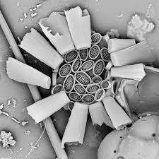 Image result for Nesaea polycephala