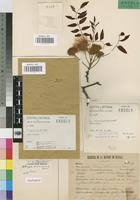 Image result for Albizia antunesiana