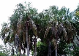 Image result for Livistona drudei