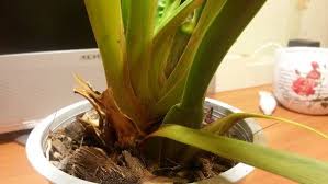 Ver más ideas sobre orquideas, orquidea yellow orchids at longwood gardens the current exhibit in the conservatory at longwood gardens is orchid extravaganza. Why Do Miltonia Orchid Leaves Turning Yellow And Solution