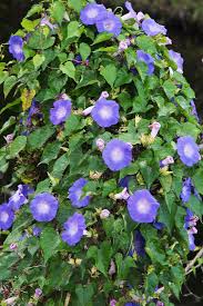 Image result for Ipomoea tuberculata