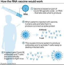 It uses a harmless cold virus common to chimpanzees as a transport mechanism. Q A How Does The Oxford Astrazeneca Vaccine Work
