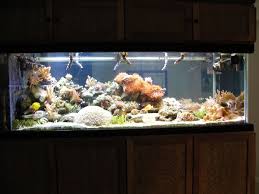 250 gallon saltwater fish tank aquarium, lion fish, tangs, clown fish. 520 Gallon Reef Aquarium 6000 Port Orchard Giant Aquariums