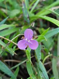 Image result for Murdannia semiteres