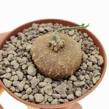 Image result for Kedrostis africana