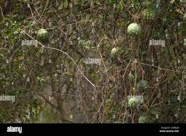 Image result for Lagenaria sphaerica