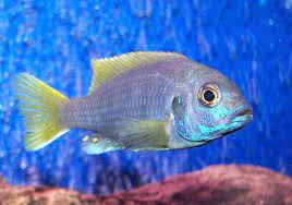 How To Raise Cichlid Fry To Maturity Ratemyfishtank Com