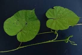 Image result for Ipomoea parasitica