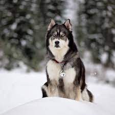 Tersedia berbagai pilihan anakan anjing alaskan malamute, ada juga yang remaja dan dewasa. 37 Ide Anjing Husky Anjing Husky Anjing Hewan