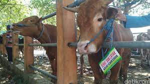 Sementara hadits yang berkaitan dengan qurban antara lain: 5 Syarat Hewan Kurban Yang Wajib Diketahui Umat Muslim