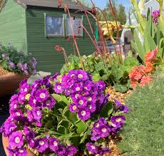 Image result for Primula x pubescens