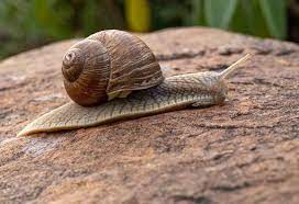 There have been reports of at least one snail living as many as 14 years in captivity. What Do Snails Eat Portland Preserve