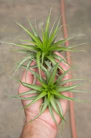 Image result for Brachychloa