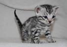 Available Bengal Kittens | Rosetted Bengals | Brown ...