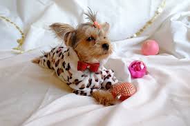 Yorkie puppies originated in north england, where working class men used a breed of hunting dogs for catching and killing mice and rats that would populate mine shafts and clothing mills. Yorkie Clothing Home Facebook