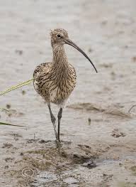 Eurasian Curlew Cornwall Curlew Bird Sea Birds Curlew
