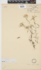 Image result for Dicoma capensis