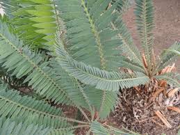 Image result for Encephalartos munchii