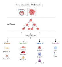 Check spelling or type a new query. Stem Cells Definition Properties Types Uses Challenges