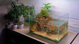 Palus = swamp), is very popular with biotope enthusiasts. How To Set Up An Aquarium Without Filter And Heater Youtube