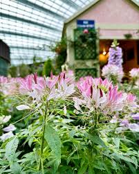 Image result for Cleome houtteana