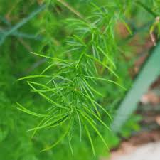 Image result for Asparagus racemosus