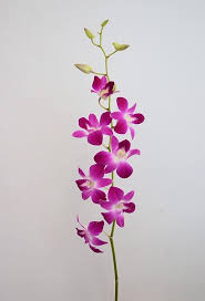 Image result for Dendrobium