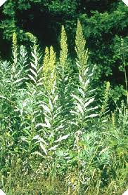 Image result for Sage Brush Green 1929 Lincoln