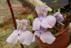 Image result for Lentibulariaceae