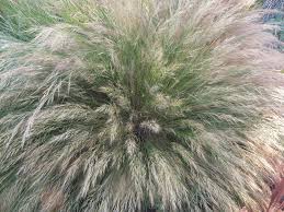 Image result for Aristida effusa