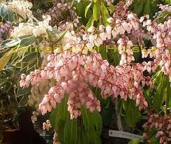 Image result for Pieris japonský obrázek