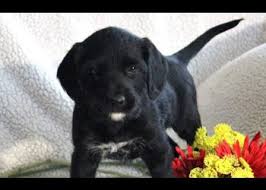 Pointer puppies pointer dog baby puppies puppies for sale german shorthaired pointer black puppy classes save a dog lap dogs dog activities. Short Haired We Like Dogs