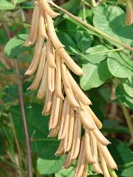 Image result for Crotalaria oocarpa